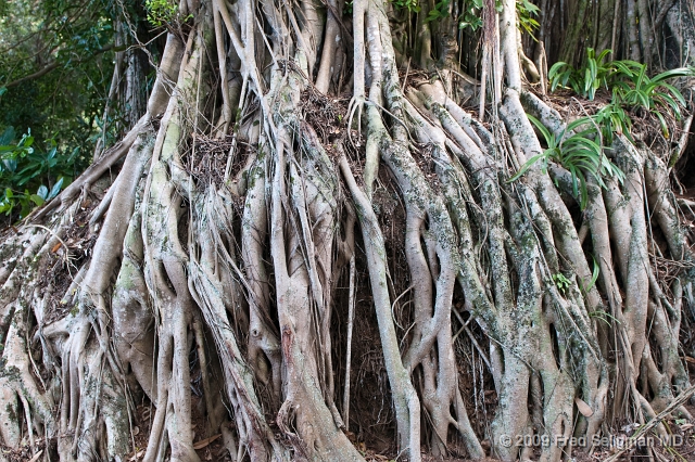 20091101_161042 D300.jpg - Roots of tree, Kohala, Hawaii